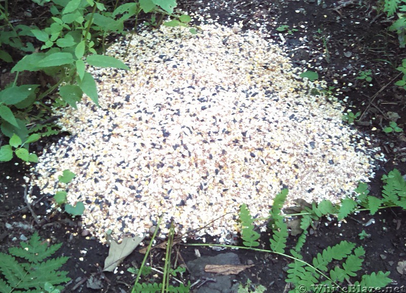 Bird Seed at Priest Shelter