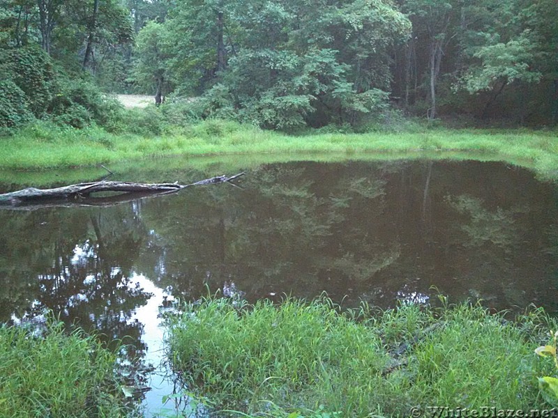 Pond at Punchbowl Shelter