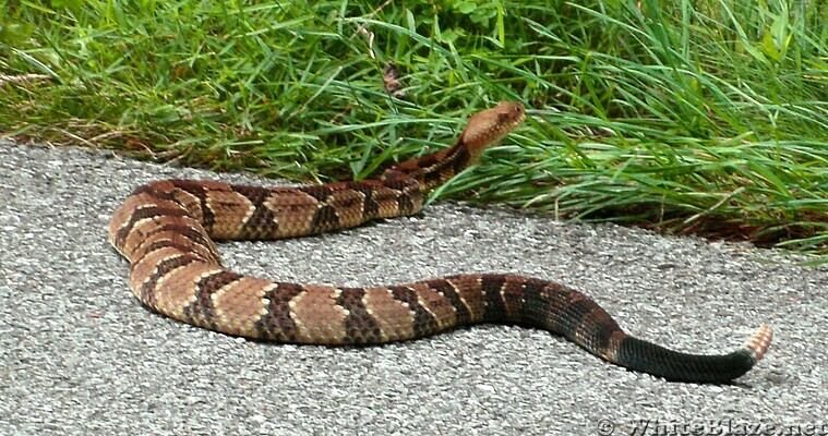 Snakes on a Trail