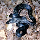 Snakes on a Trail