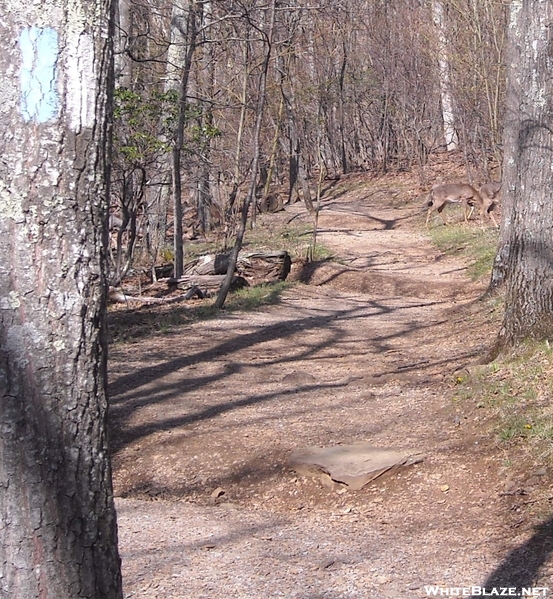 Deer On Stony Man Trail