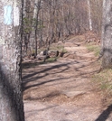 Deer On Stony Man Trail