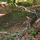 Trail near Whitetop Mtn Rd