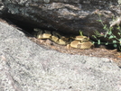 Harriman State Park by musicwoman in Snakes