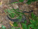 Fontana To Davenport Gap by SmokeEater in Snakes