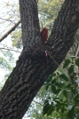 How does this happen? by envirodiver in Benton MacKaye Trail