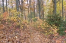 Fall Colors by envirodiver in Benton MacKaye Trail