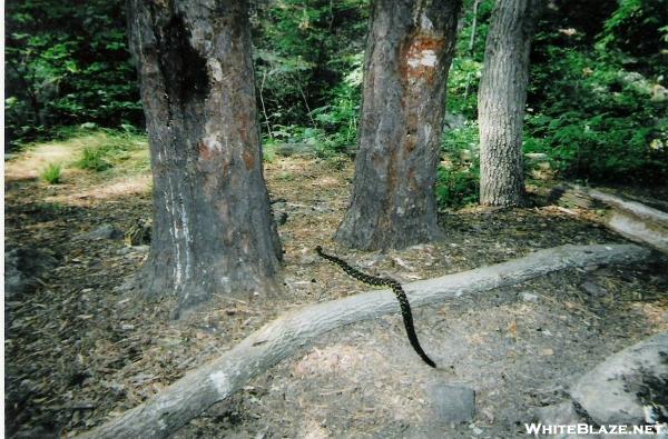 Rattlesnake at Matt's Creek shelter