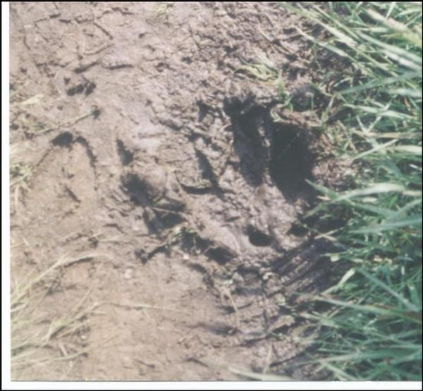 Deer & Bear print along the trail.