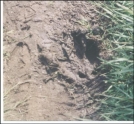 Deer & Bear print along the trail.