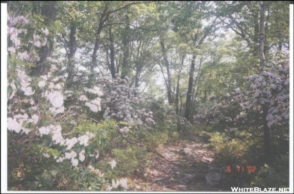 Mountain Laurel in full bloom... NJ