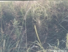 Spider Web in marsh, south of UGP Cabin