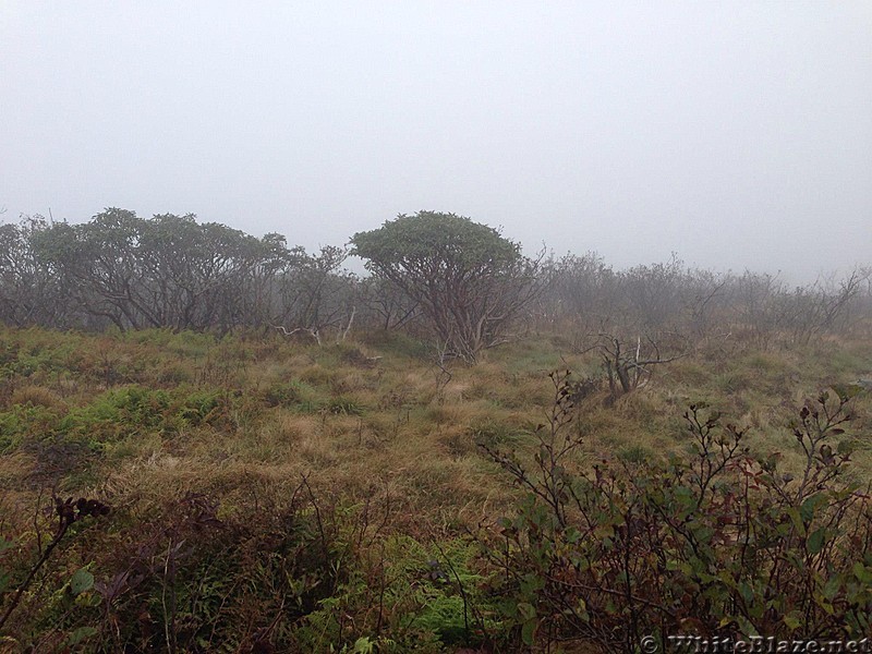 Roan Highlands foggy