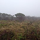 Roan Highlands foggy