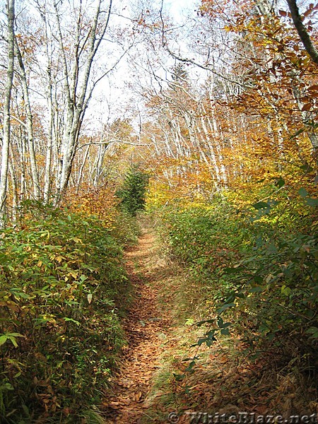 Ivestor Gap Trail