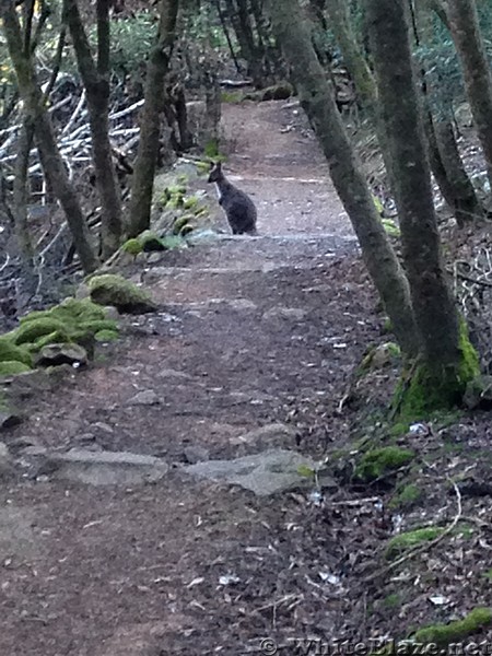 Wallaby on trail, Cataract Gourge, Tasmania