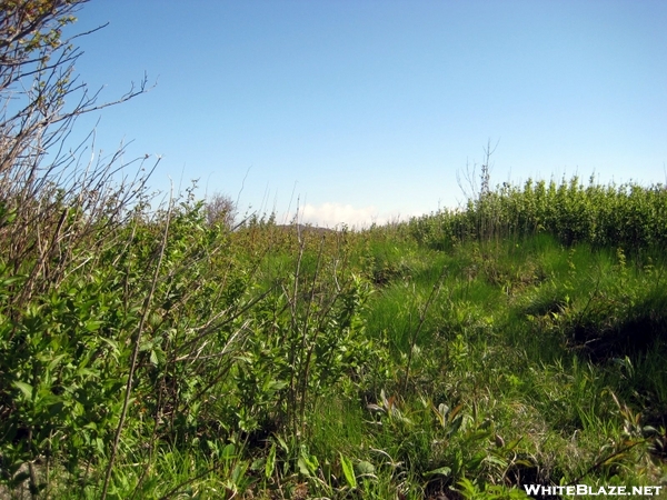 Art Loeb Trail