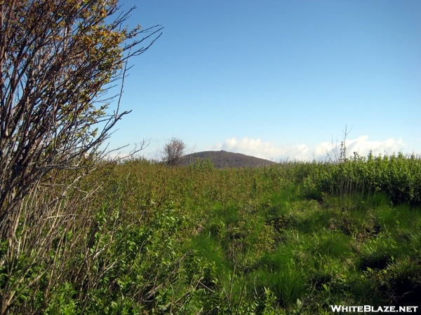 Art Loeb Trail