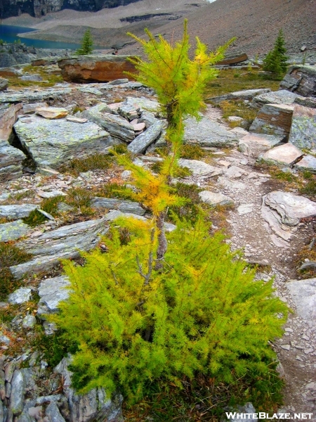 Lake O'hara Alpine Circuit, Yoho National Park