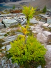 Lake O'hara Alpine Circuit, Yoho National Park