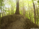 Tree/rock again, a little north of Wolf Rocks by wilconow in Trail & Blazes in Virginia & West Virginia