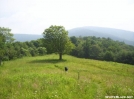 Lone Tree by wilconow in Trail & Blazes in North Carolina & Tennessee