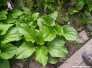 Symplocarpus Foetidus aka Skunk Cabbage by wilconow in Flowers