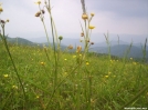 On Max Patch by wilconow in Views in North Carolina & Tennessee