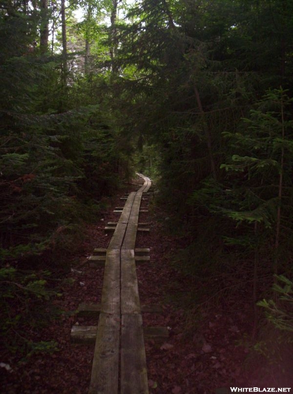 Typical Vermont Trail Scene, with boardwalk and Spruce