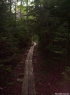 Typical Vermont Trail Scene, with boardwalk and Spruce by wilconow in Trail & Blazes in Vermont