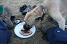 Abandoned Dog by Hoppin John in Trail & Blazes in North Carolina & Tennessee