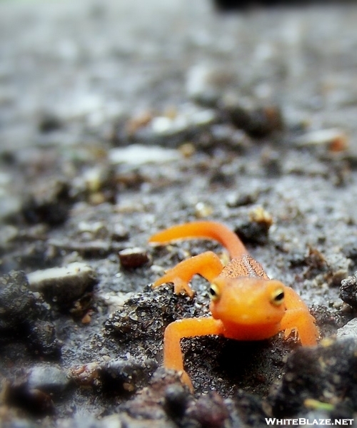 Salamander On The Creeper Trail