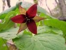 Trillium by bredler in Flowers