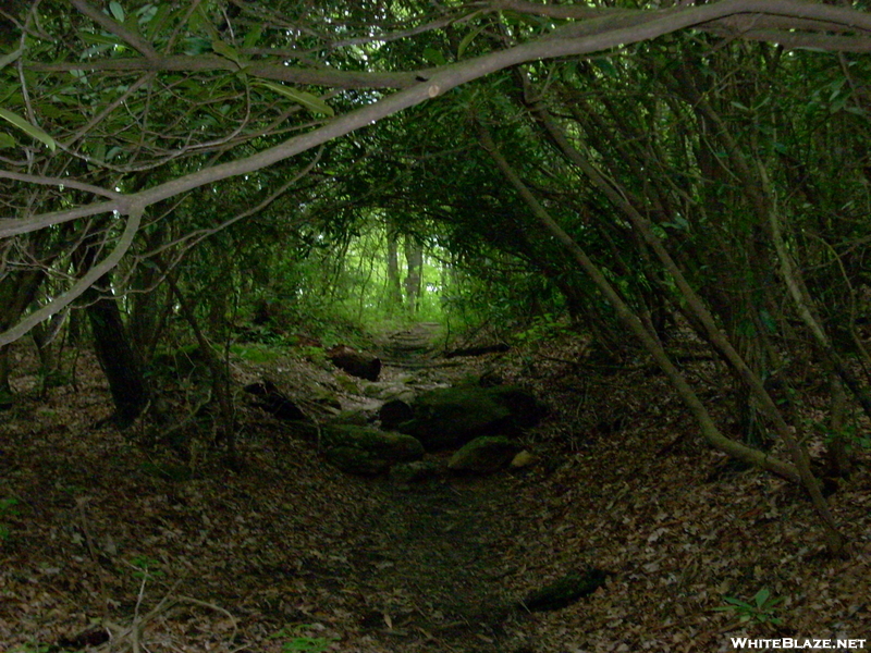 Rhododendron Tunnel