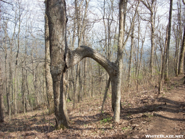 Tree With Two Trunks