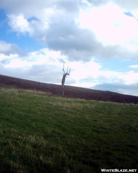 Lone Tree on Max Patch