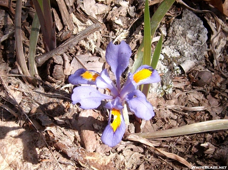 Iris