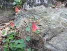 Columbine by Pony in Flowers