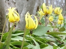 Trout Lilies by Pony in Flowers