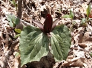 Trillium by Pony in Flowers