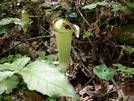 Jack In The Pulpit by Pony in Flowers