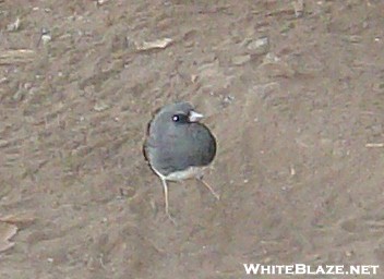 Junco