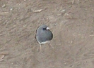 Junco by Pony in Birds