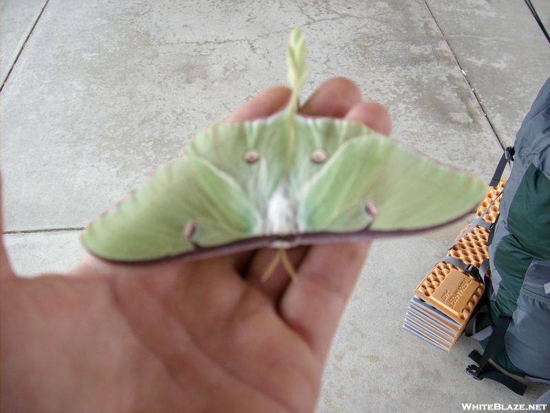 Luna Moth