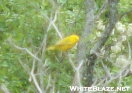 Yellow Warbler?