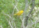 Yellow Warbler?