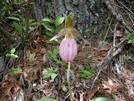 Pink Lady Slipper