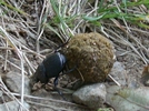 Dung Beetle by Pony in Other