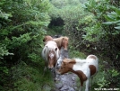 traffic jam  in grayson highlands