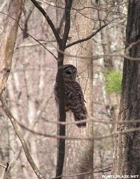 Bone Lady's 2008 Thru-hike